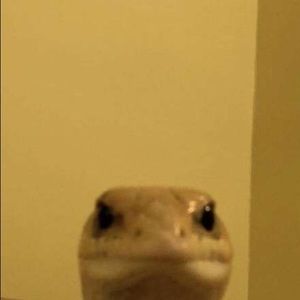 Meet your Posher, Joseph